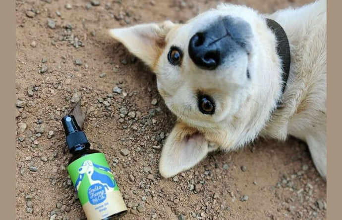 Benefits of Hemp Seed Oil for Dogs: A Natural Solution for Health and Wellness