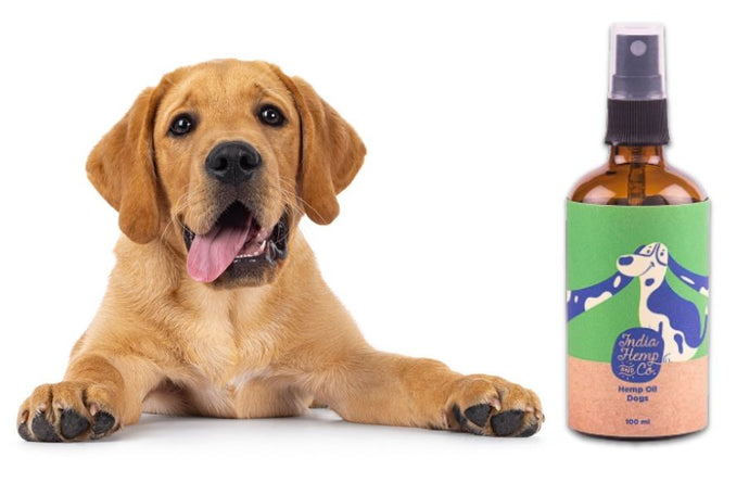 Natural Relief for Anxious Dogs: The Calming Power of Hemp Seed Oil